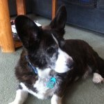 Cody Dougherty - @codythecorgi96 - Instagram