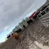 Cody Fields - @cody.fields31 - TikTok