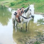 Cody Fields - @codyfields54 - Instagram