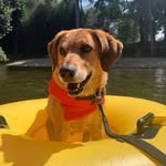 Cody Foley - @cody_the_hoondoggy - Instagram