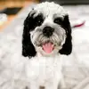 Itscodyfoley - @itscodyfoley - TikTok