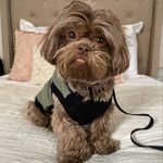 Cody Goldstein - @codythealienpup - Instagram
