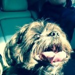 Cody Wags Goldstein - @cody_wags - Instagram