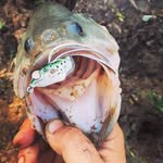 Cody Griswold - @southwind_fishing - Instagram