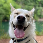 Cody Hatfield-Klüg - @codythehuskymix - Instagram
