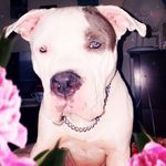 Cody Iverson Hudson - @codygrayeyedpibble - Instagram