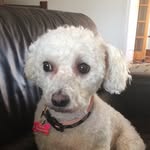 Cody Jasper - @cody_the_bichoodle - Instagram