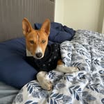 Cody Jasper Adebanke’s - @cody_jasper_basenji - Instagram