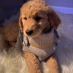 Cody Lacy - @codythedoodle1 - Instagram