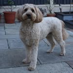 Cody Collis - @codylee_the_goldendoodle - Instagram