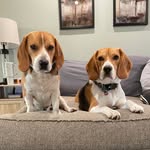 Cody and Levi - @cody_and_levi_beagle_boys - Instagram