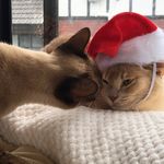 Cody & Lilly - @cody.lilly.burmese.1119 - Instagram