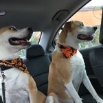 Cody & Lilly - @cody.and.lilly.the.huskies - Instagram