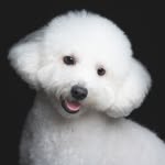 Cody Lim - @lazyfellacody - Instagram