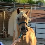Cody - @codythehalflinger - Instagram