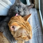 Cody & Shiloh Rescue Cats 🐈🐈‍⬛ - @codylovesshiloh - Instagram