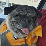 Cody Lyon - @wierdpug - Instagram