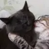 Cody Mason - @cody.mason4 - TikTok