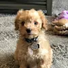 🐾cody max🐾 - @cody.max.cavapoo - TikTok