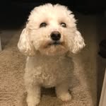 Cody Max Boze 🐶 - @cody_is_fierce1 - Instagram