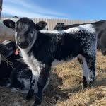 Cody McKenzie - @cody.mckenzie_speckles - Instagram