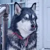 Cody McKenzie - @codymckenzieofficial - TikTok