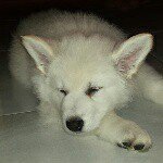 Cody Nanook Oswald - @cody_nanook_oswald - Instagram