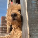 Susanne Dickhaut - @cody_paul_doodle - Instagram