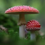 Cody Rasmussen - @agaricfungi - Instagram