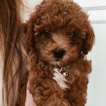 Cody Rasmussen - @cody_thetoypoodle - Instagram