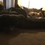 Cody/Skye/Ripley - @skodley - Instagram