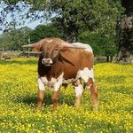 Cody Robbins - @rafter7longhorns - Instagram