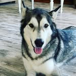 Cody Rowley - @codyandbrandy - Instagram