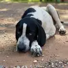 Cody Shafer - @cody.shafer5 - TikTok