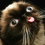 Cody Simons - @professor_pepe - Instagram