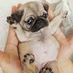 Cody Sorrell - @pugpugsorrell - Instagram