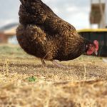Spoon Family Farm / Spoons Ecommerce - @cody.spoon - Instagram
