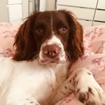 Cody 🐾🐾 - @cody.springer_in_kinver - Instagram