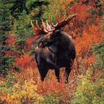 @cody_steeves2468 - Instagram