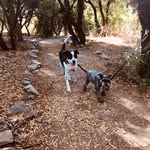 ℂ𝕠𝕕𝕪 & 𝕊𝕥𝕖𝕝𝕝𝕒 - @cody.and.stella - Instagram
