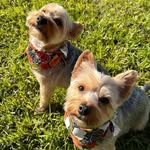 Cody , Stella & Bleu - @cody_stellathedogs - Instagram