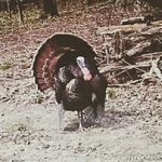 Cody St. John - @st.john1299 - Instagram