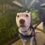 Cody Stowell - @codythewhitewonder - Instagram