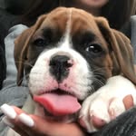 Cody Strauss - @codytheboxerdog - Instagram
