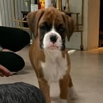 The Sweet Life Of Cody - @codystraussboxer - Instagram