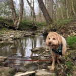 Cody Bean Stump - @codybeanstump - Instagram