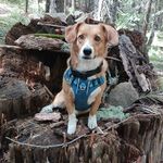 Cody Stump Loggington - @codys4footadventure - Instagram