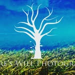 Cody Suggs - @natures_will_photography - Instagram