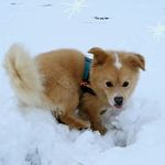 Name:😃Cody  Alter:😝7   😜Süß - @cody_sweet_dog - Instagram