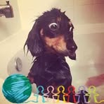 Cody Thai - Facebook